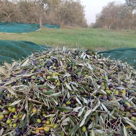 Çiftlik konaklama Marrucheto Giuncarico